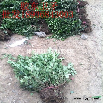 黄刺玫多少钱一颗，黄刺玫那里有，黄刺玫供应商