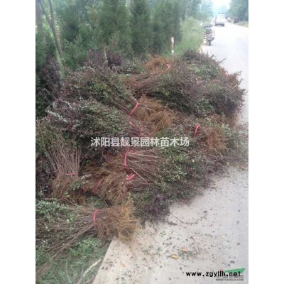 江苏紫荆3公分粗，独杆紫荆量大，苗圃直销丛生紫荆，量大优惠