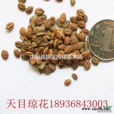 蔷薇月季地栽苗，无刺蔷薇图片，有刺蔷薇多花色，大花蔷薇地栽苗