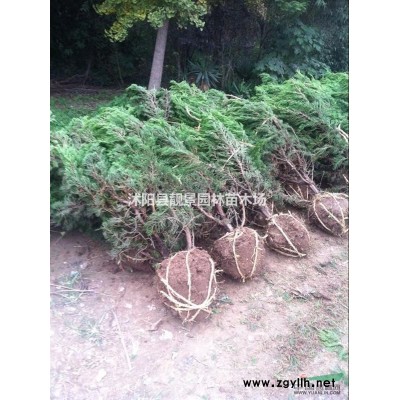 洒金柏价格 洒金柏基地 洒金柏球 沙地柏 铺地柏