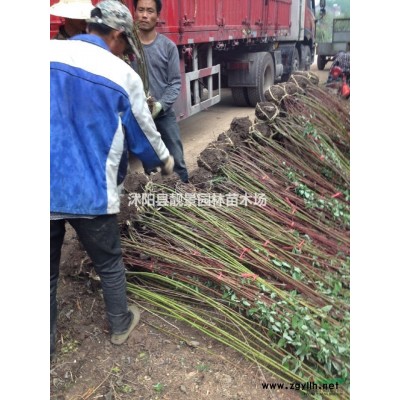 美人蕉苗价格 美人蕉苗图片 美人蕉种植方法简介