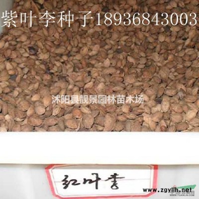 早熟禾种子价格 早熟禾草坪种子种植方法及简介 草坪种子批发