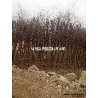 江苏紫叶桃基地，紫叶桃1-6公分价格，*新紫叶桃工程苗