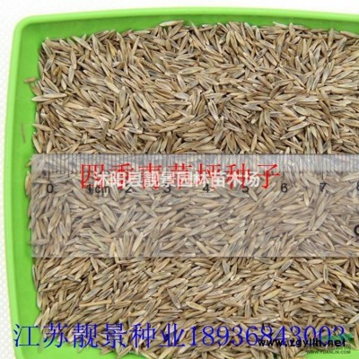 江苏刺柏图片.刺柏工程苗报价 .刺柏基地