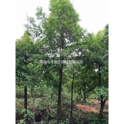 湖南[产品]/湖南造型红继木桩价格/报价