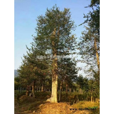 紫玉兰 湖南紫玉兰 长沙紫玉兰价格 优质紫玉兰