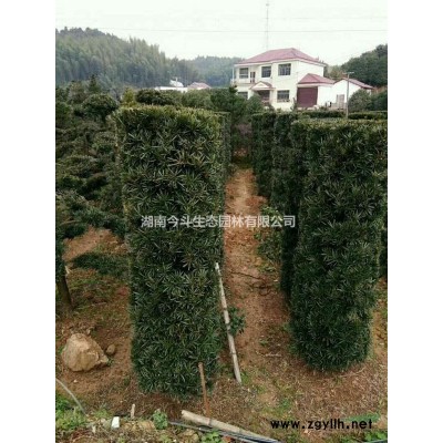 红花檵木基地 长沙红继木价格 优质红花檵木