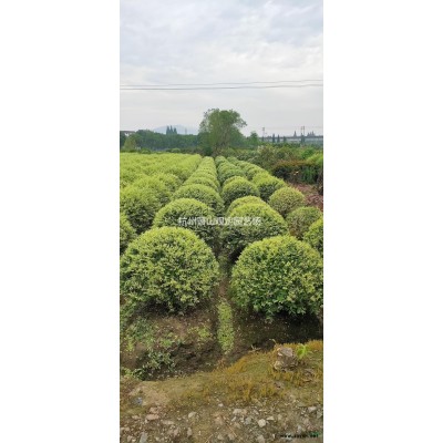 浙江萧山花叶绵带毛球