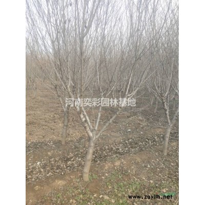 河南鄢陵金枝槐价格便宜/河南金枝槐苗圃直供