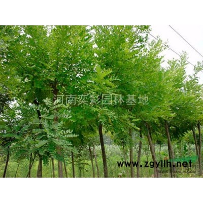 河南红梅价格优惠/河南鄢陵红梅低价销售