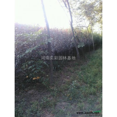 河南丛生木槿价格优惠/河南鄢陵丛生木槿低价销售