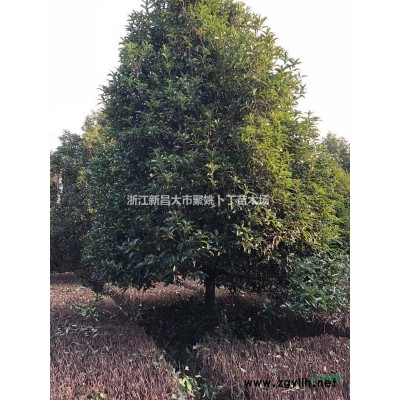 供红花垂枝梅；地径 5-7公分,