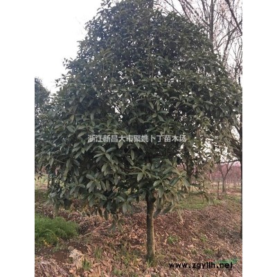 供独杆桂花。金桂，银桂，丹桂。四季桂