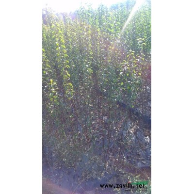 廉价大批量供应15-22公分四季桂