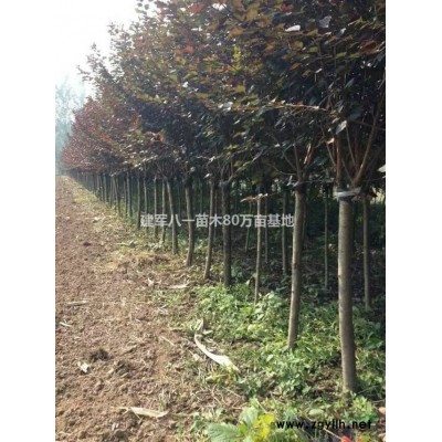 水腊图片\水腊批发价格