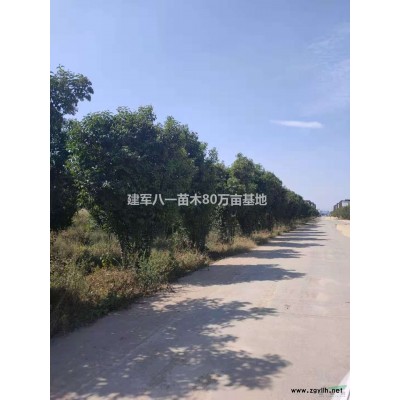 龙柏供应龙柏球价格