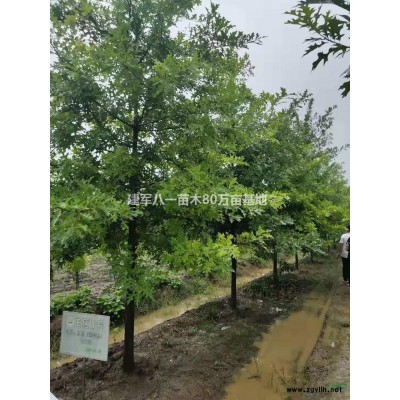 大叶黄杨球*新价格/独干冬青供应