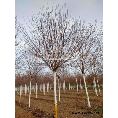 山东17公分造型白蜡 18公分造型白蜡 19公分造型白蜡 2