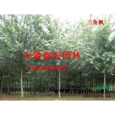 安徽地区供应3-18公分三角枫
