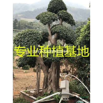 福建造型榕树桩头 漳州提根小叶榕桩头 漳州榕树桩