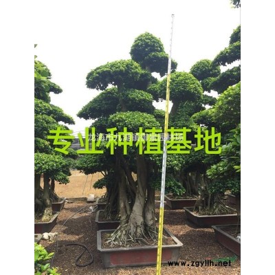 造型小叶榕桩头 小叶榕桩头 漳州造型榕树桩头