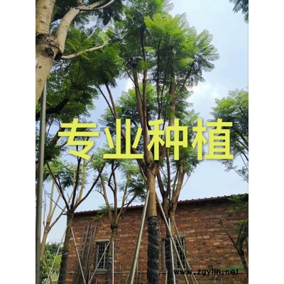 小叶榕桩头 福建造型小叶榕桩头 漳州小叶榕桩头
