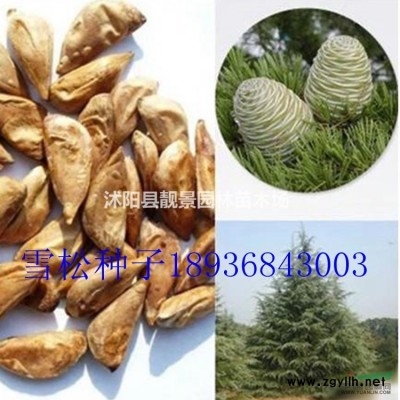 铜钱草水生植物 铜钱草一株多少钱