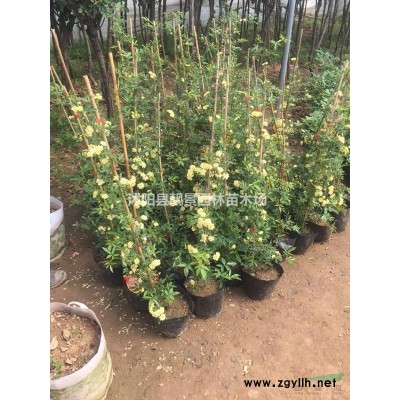 红王子锦带基地 紫叶锦带毛球一株多少钱