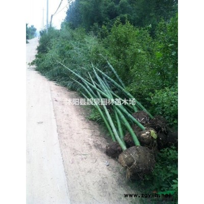 鼠尾草树苗 蓝花鼠尾草一株多少钱