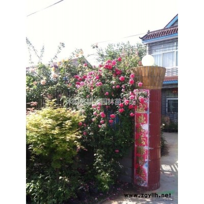 大花萱草小苗 萱草一株多少钱