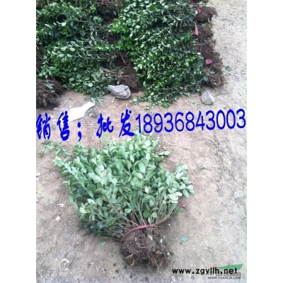 四季玫瑰小苗 沭阳红枝玫瑰一棵多少钱