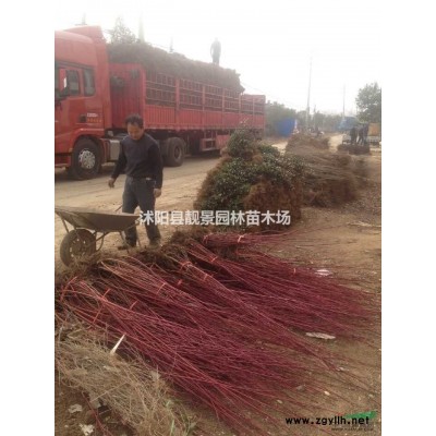大叶扶芳藤苗 绿化扶芳藤种植基地 绿篱色块苗木