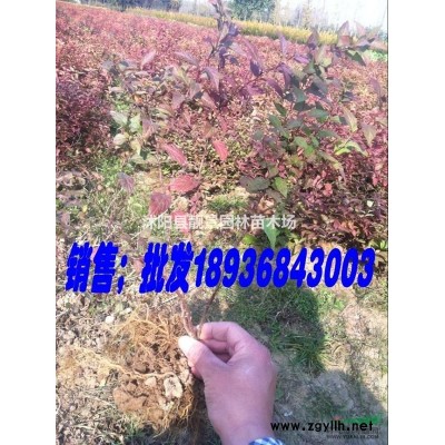 大叶女贞树苗 高杆女贞丛生基地 园林绿化行道树