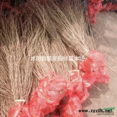 欧石竹盆栽 红花石竹草 草本花卉植物种植园