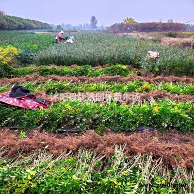 矮麦冬草种植地 小叶麦冬草产地 玉龙草绿化花木基地