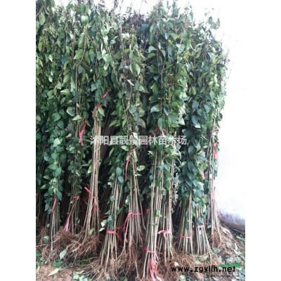 四季玫瑰工程苗供应 红枝玫瑰打造花海园林 量大优惠