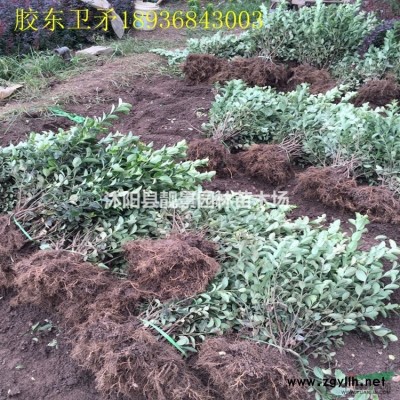 金叶水蜡供应 金叶水蜡落叶灌木 自己苗圃 欢迎实地参观