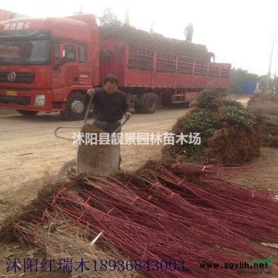 百日草草籽批发 百日草观赏草花 多花色 欢迎实地参观