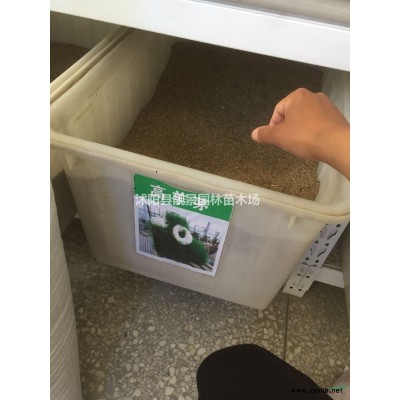 园林绿化护坡草坪草籽 黑麦草 早熟禾 狗牙根种子