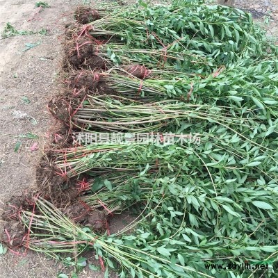 江苏桂花树行情/桂花树产地/桂花树介绍及时新价格