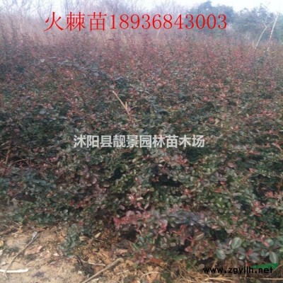 四季玫瑰工程苗，四季玫瑰50公分哪里有供应？