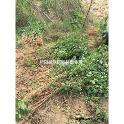 紫叶矮樱地栽苗多少钱一棵？紫叶矮樱产地在哪里？紫叶矮樱哪便宜