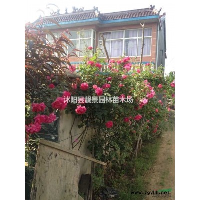 珍珠梅丛生行情 珍珠梅江苏沭阳供应商 珍珠梅哪里有