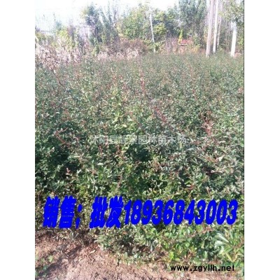 藤本月季裸根出售，藤本月季多花色，藤本月季基地货源充足