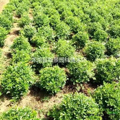 金叶女贞苗装车价格，金叶女贞修剪绿篱50公分高，金叶女贞配送
