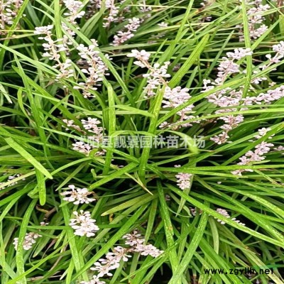 8公分桂花树多少钱，桂花树哪里有，江苏桂花树报价