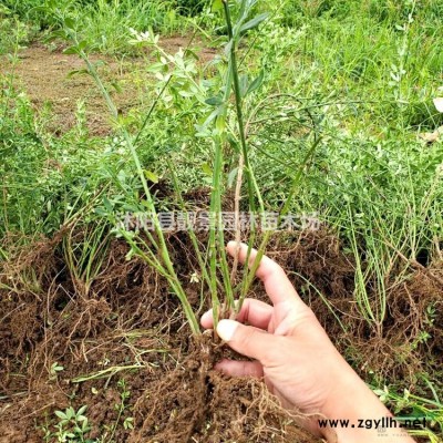 丛生黄刺玫球，黄刺玫1米冠幅，黄刺玫地栽苗