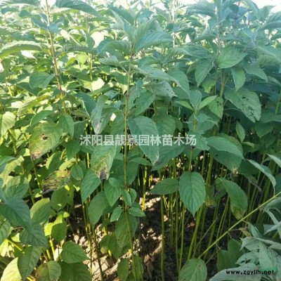苦楝树价格 苦楝种植方法简介 苗圃直销苦楝树
