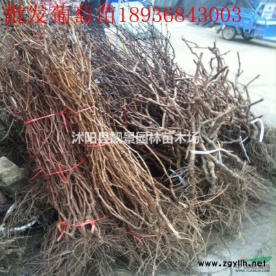 法桐树行情 法桐种植方法介绍 苗圃直销法桐树