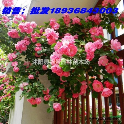 水生鸢尾价格 鸢尾种植方法及简介 苗圃直销鸢尾苗